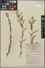 Foto von Salix repens subsp. rosmarinifolia (L.) Andersson